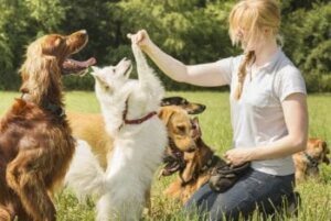 5 Cuidados que o serviço de Pet Sitter pode fazer por você e seu pet