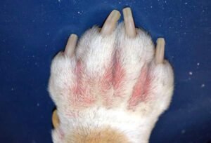 o que causa dermatite em cachorro diracapet