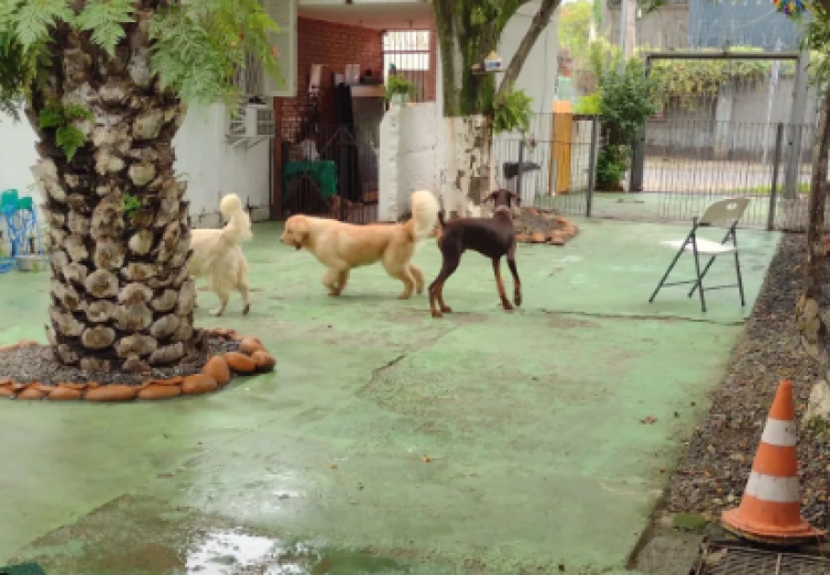 5 Dicas de Ouro para escolher o melhor Hotel Pet para seu cachorro