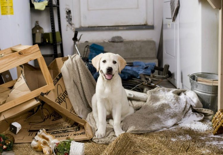 Cachorro estressado - Conheça os sintomas e 5 soluções