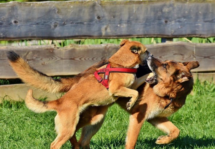 Como passear com cachorros reativos em segurança